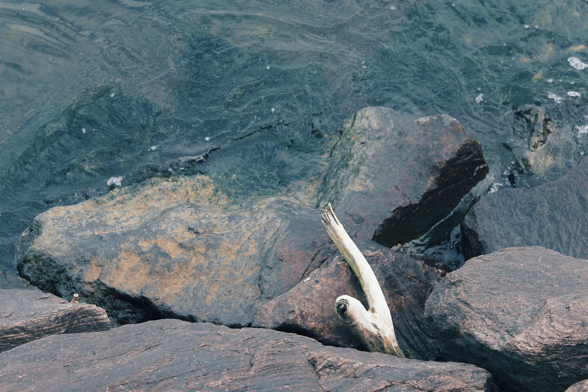 Driftwood in Riprap