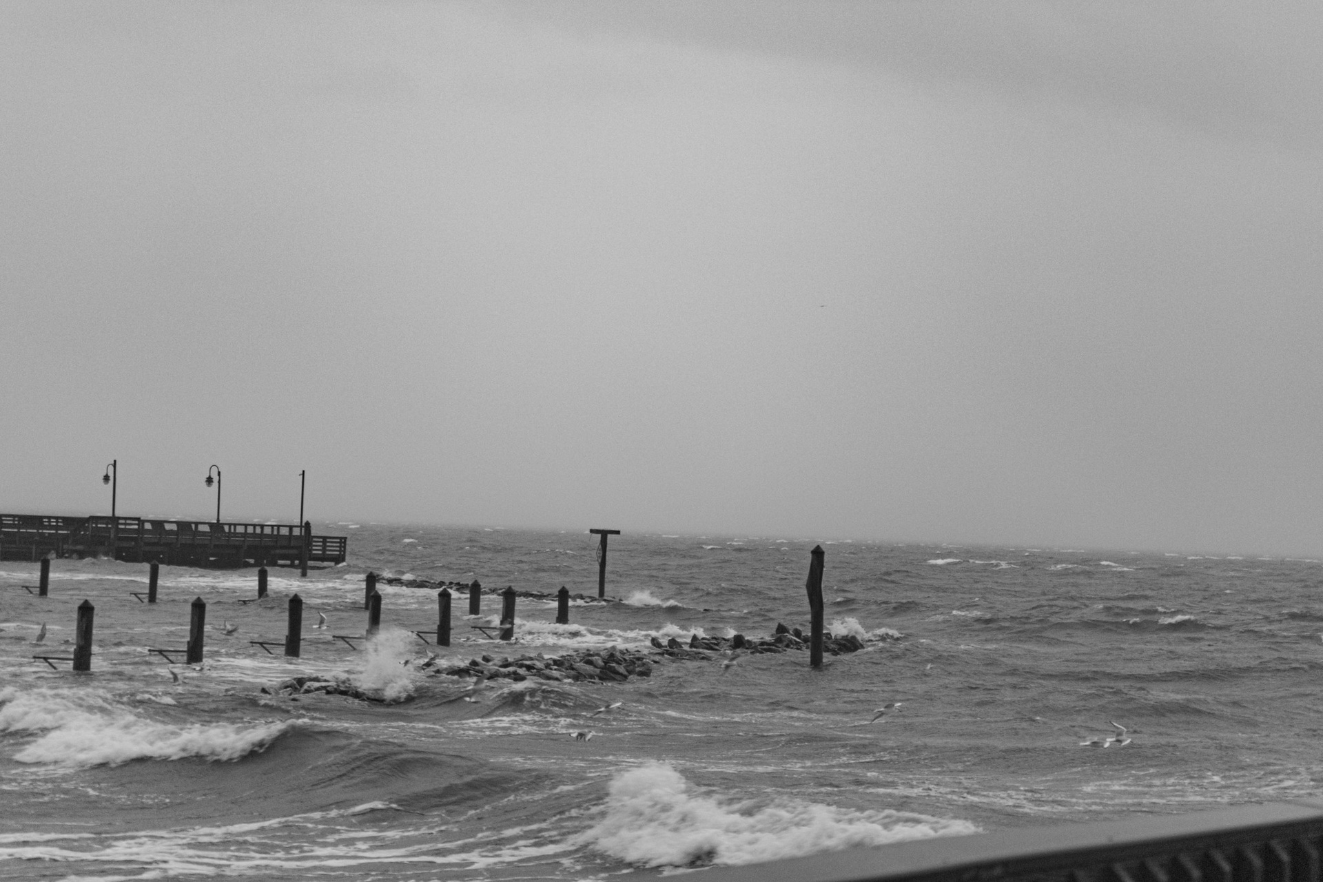 Gulls and Waves