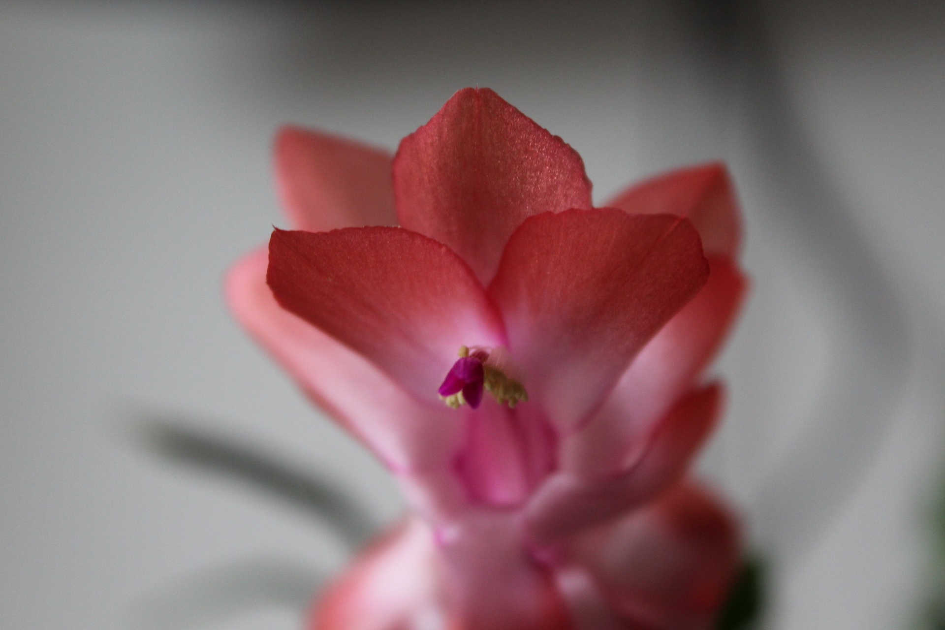 Succulent Flower